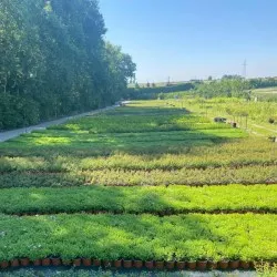 Қылқан жапырақты, жапырақты ағаштар мен көпжылдық өсімдіктер питомнигі