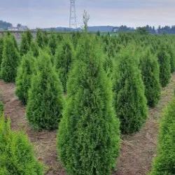 Қылқан жапырақты, жапырақты ағаштар мен көпжылдық өсімдіктер питомнигі