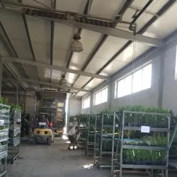 Қылқан жапырақты, жапырақты ағаштар мен көпжылдық өсімдіктер питомнигі