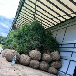 Қылқан жапырақты, жапырақты ағаштар мен көпжылдық өсімдіктер питомнигі