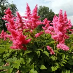 Қылқан жапырақты, жапырақты ағаштар мен көпжылдық өсімдіктер питомнигі