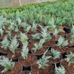 Қылқан жапырақты, жапырақты ағаштар мен көпжылдық өсімдіктер питомнигі