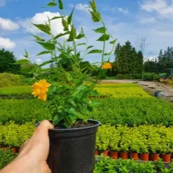 Қылқан жапырақты, жапырақты ағаштар мен көпжылдық өсімдіктер питомнигі