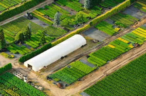 Қылқан жапырақты, жапырақты ағаштар мен көпжылдық өсімдіктер питомнигі