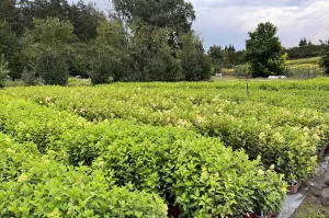 Қылқан жапырақты, жапырақты ағаштар мен көпжылдық өсімдіктер питомнигі