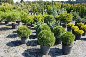 Қылқан жапырақты, жапырақты ағаштар мен көпжылдық өсімдіктер питомнигі