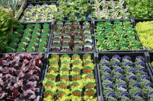 Қылқан жапырақты, жапырақты ағаштар мен көпжылдық өсімдіктер питомнигі