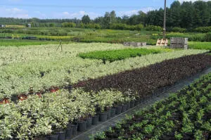 Қылқан жапырақты, жапырақты ағаштар мен көпжылдық өсімдіктер питомнигі