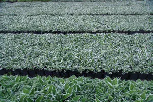 Қылқан жапырақты, жапырақты ағаштар мен көпжылдық өсімдіктер питомнигі