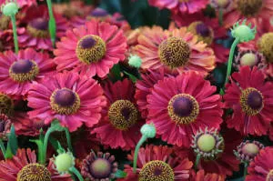 Қылқан жапырақты, жапырақты ағаштар мен көпжылдық өсімдіктер питомнигі